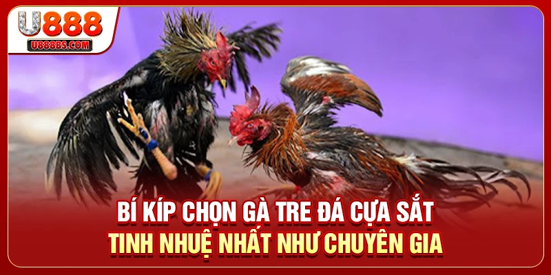 Bí Kíp Chọn Gà Tre Đá Cựa Sắt Tinh Nhuệ Nhất Như Chuyên Gia