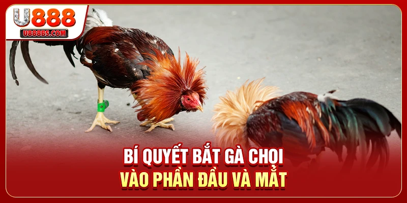 Bí quyết bắt gà chọi vào phần đầu và mắt