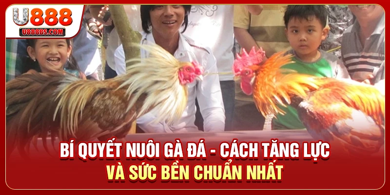 Bí Quyết Nuôi Gà Đá - Cách Tăng Lực Và Sức Bền Chuẩn nhất