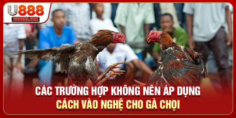 Các trường hợp không nên áp dụng cách vào nghệ cho gà chọi