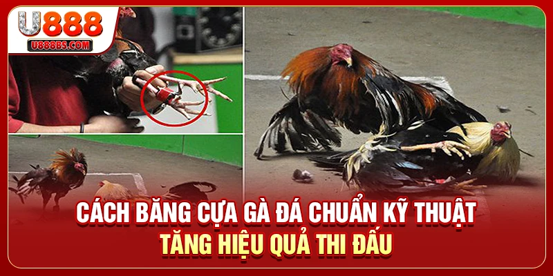 Cách Băng Cựa Gà Đá Chuẩn Kỹ Thuật Tăng Hiệu Quả Thi Đấu