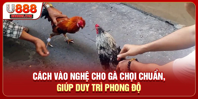 Cách Vào Nghệ Cho Gà Chọi Chuẩn, Giúp Duy Trì Phong Độ