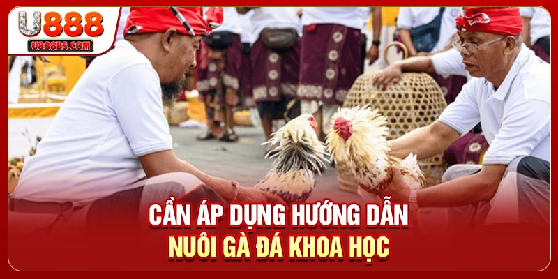 Cần áp dụng hướng dẫn nuôi gà đá khoa học