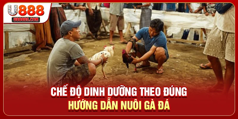 Chế độ dinh dưỡng theo đúng hướng dẫn nuôi gà đá