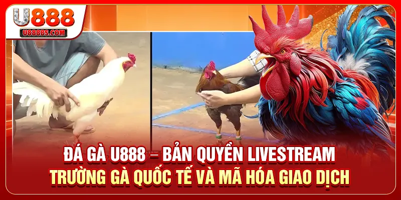 Đá Gà U888 – Bản Quyền Livestream Trường Gà Quốc Tế Và Mã Hóa Giao Dịch