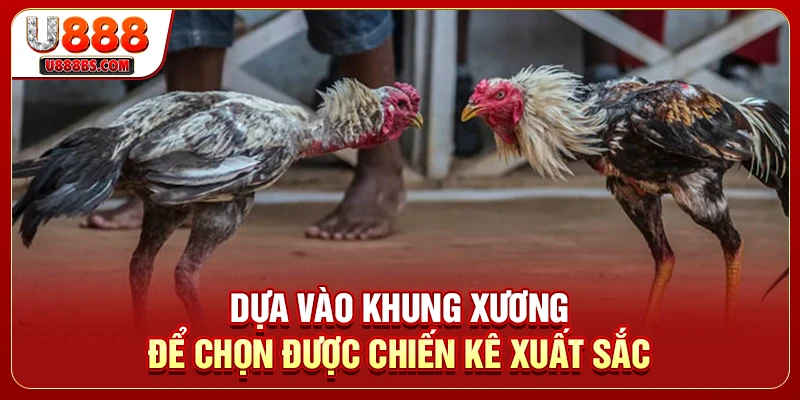 Dựa vào khung xương để chọn được chiến kê xuất sắc