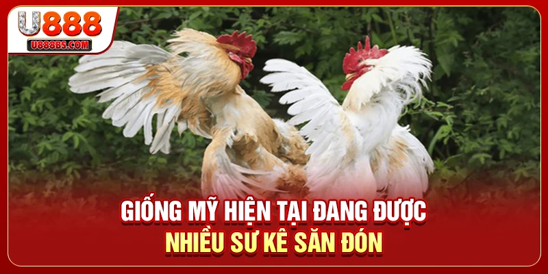 Giống Mỹ hiện tại đang được nhiều sư kê săn đón