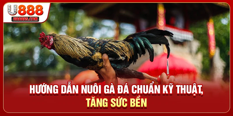 Hướng Dẫn Nuôi Gà Đá Chuẩn Kỹ Thuật, Tăng Sức Bền