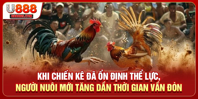 Khi chiến kê đã ổn định thể lực, người nuôi mới tăng dần thời gian vần đòn