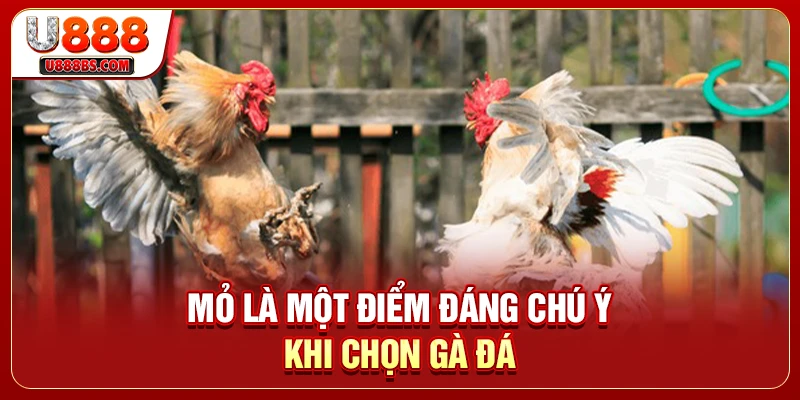 Mỏ là một điểm đáng chú ý khi chọn gà đá