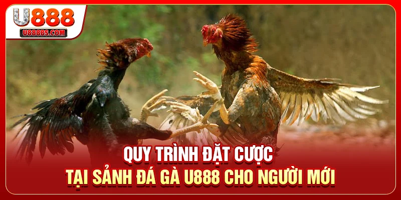 Quy trình đặt cược tại sảnh đá gà U888 cho người mới