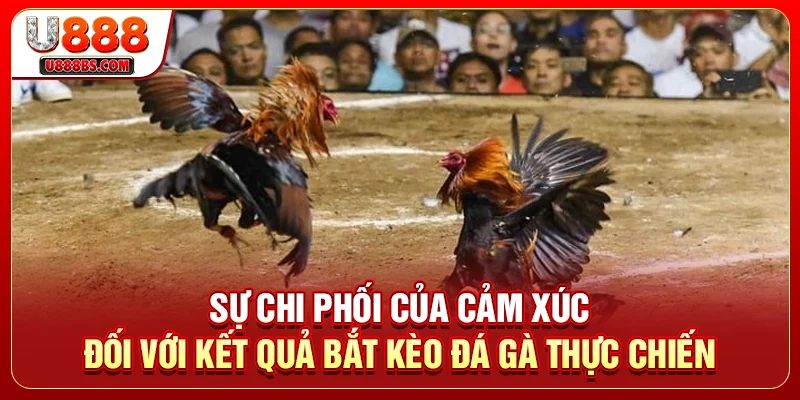 Sự chi phối của cảm xúc đối với kết quả bắt kèo đá gà thực chiến