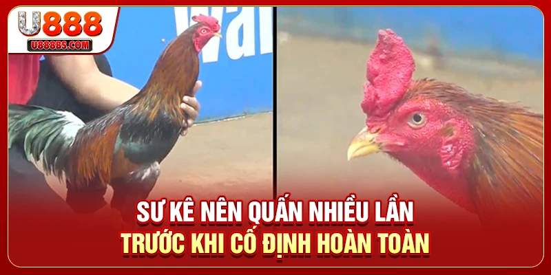 Sư kê nên quấn nhiều lần trước khi cố định hoàn toàn