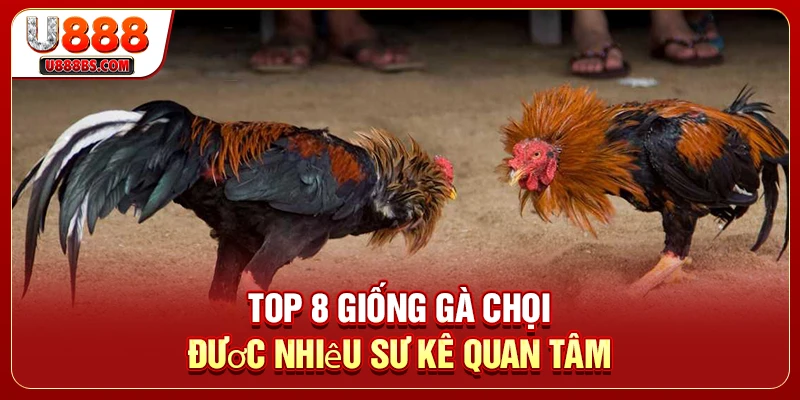 Top 8 giống gà chọi được nhiều sư kê quan tâm