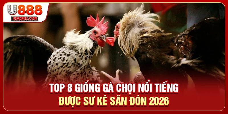 Top 8 Giống Gà Chọi Nổi Tiếng Được Sư Kê Săn Đón 2026
